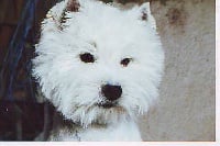 Étalon West Highland White Terrier - Ovens jesse du mas Camira