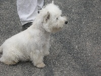 Étalon West Highland White Terrier - Bacardi on the rock du mas Camira