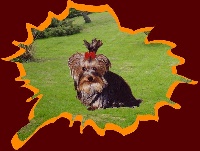 Étalon Yorkshire Terrier - Too boy Des Robine Masters