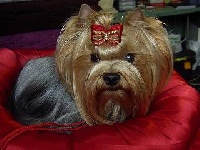 Étalon Yorkshire Terrier - Shirley of sissi forever