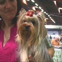 Étalon Yorkshire Terrier - Amaryllis of sissi forever