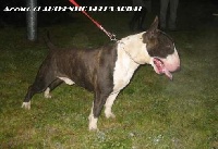 Étalon Bull Terrier - Azzaro of Authentic bull's spirit