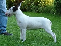Étalon Bull Terrier - Jazmin From fighting angels