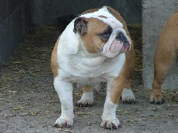 Étalon Bulldog Anglais - Twingo Du domaine des centaures