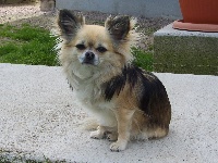Étalon Chihuahua - Vic (Sans Affixe)