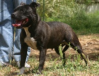 Étalon Staffordshire Bull Terrier - Reine des dobs de la Loube