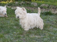 Étalon West Highland White Terrier - CH. Axelle du royaume de sky du collet de l'olivier