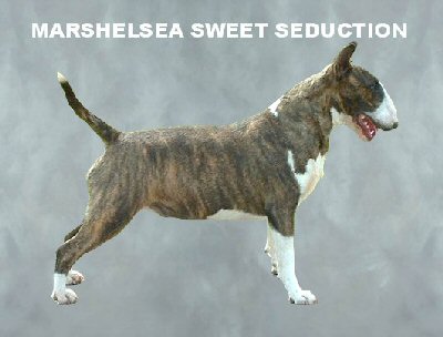 marshelsea Sweet seduction