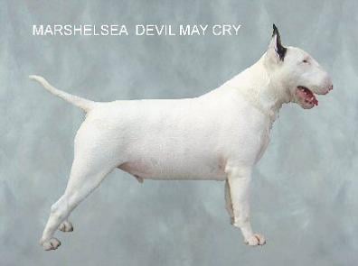 marshelsea Devil may cry