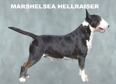 marshelsea Hellraiser
