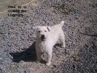 Étalon Jack Russell Terrier - Tina de la Combe des Lavandes