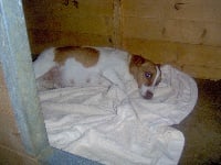Étalon Jack Russell Terrier - Verveine de la Combe des Lavandes
