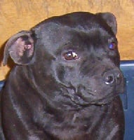 Étalon Staffordshire Bull Terrier - Crossguns Betty boo