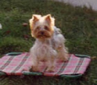 Étalon Yorkshire Terrier - Phalbala de la Pam'Pommeraie
