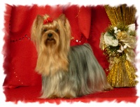 Étalon Yorkshire Terrier - Une princesse du Puy Doré