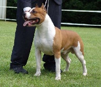 Étalon American Staffordshire Terrier - CH. Bakaroro end itubori Marsey