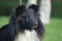 Étalon Shetland Sheepdog - Belinda Du bel aurore