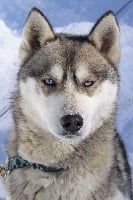 Étalon Siberian Husky - Utak Des loups de la toundra