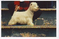 Étalon West Highland White Terrier - South west du mas Camira