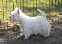 Étalon West Highland White Terrier - Uganda du vernay aux abois