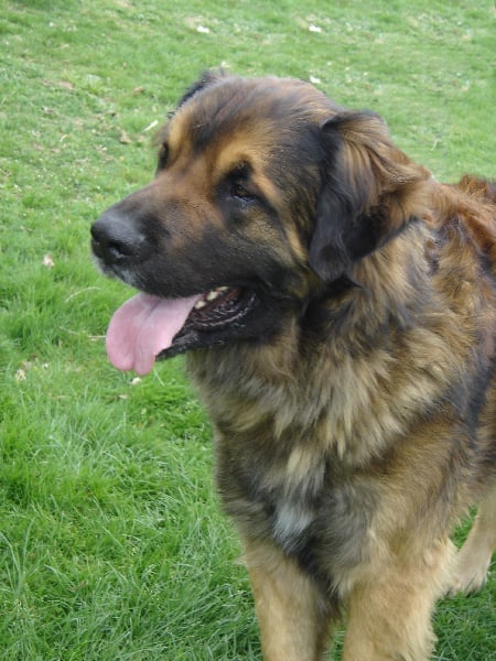 Les Leonberger de l'affixe   des Amis d'Olfy