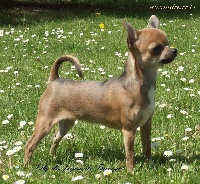 Étalon Chihuahua - Elly du Joyau de Tsangpo