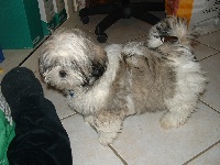 Étalon Lhassa Apso - Belinda de golden's eyes