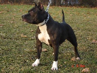 Étalon American Staffordshire Terrier - CH. Uma black (Sans Affixe)