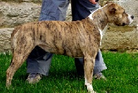 Étalon American Staffordshire Terrier - Vaillant little sanka P'pit