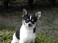 Étalon Chihuahua - Arlequin (Sans Affixe)