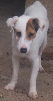 Étalon Jack Russell Terrier - Boyscoot de la Haute Fougère