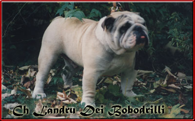 Bulldog Anglais - CH. Landru Dei Bobodrilli