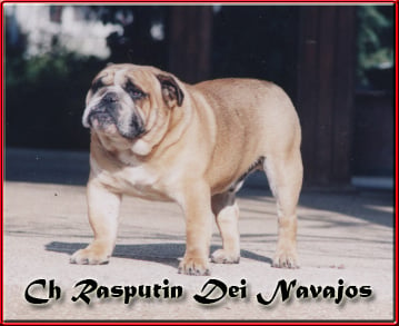 Bulldog Anglais - CH. Rasputin Dei navajos