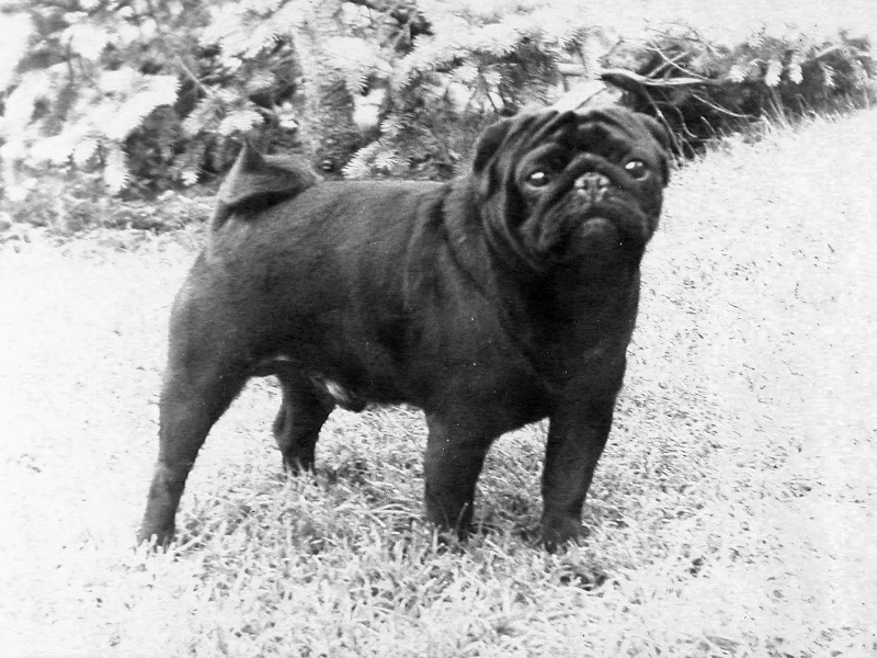 CH. Romulus Del sol lleban