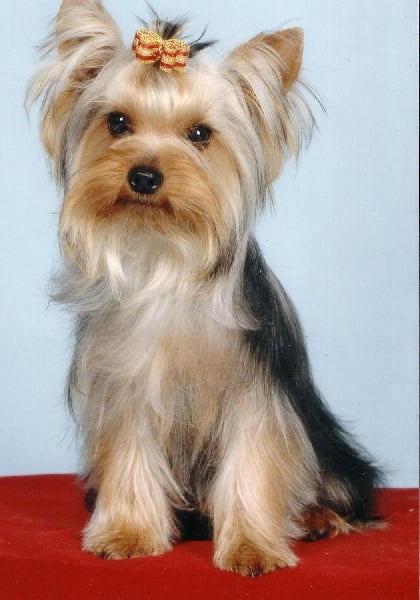 Les Yorkshire Terrier de l'affixe   du domaine du Morgancia
