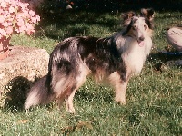 Étalon Shetland Sheepdog - Caresse De l'ile de la motte