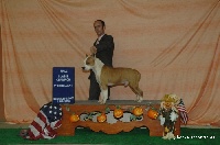Étalon American Staffordshire Terrier - CH. bakaroro end ituberi Fawn