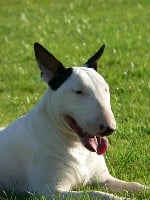 Étalon Bull Terrier - Choubaka du jardin de la tendresse