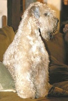 Étalon Irish Soft Coated Wheaten Terrier - amberwheat's Biscaya ("Constance")