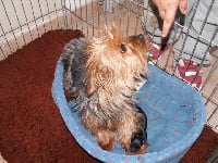 Étalon Yorkshire Terrier - Vanessa La roque de bruis