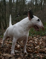 Étalon Bull Terrier - Pollyssa's ulsan sarabande of Nominoë's