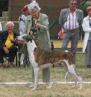 Étalon Greyhound - Uskhan De La Haultière