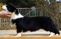 Étalon Welsh Corgi Cardigan - CH. Agatha christie de La caverne des anges