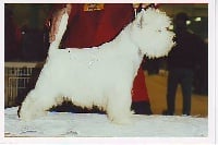 Étalon West Highland White Terrier - Aloa du mas Camira