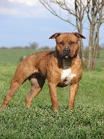 Étalon American Staffordshire Terrier - Guardian's of tower A touch of royalty (pearl)