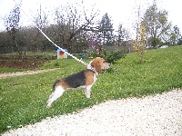 Étalon Beagle - Toscane du Puy Brandet