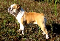 Étalon Bulldog Anglais - U'tess de l'Orée de maquan