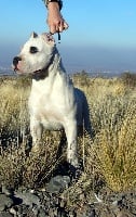 Étalon Dogo Argentino - Anahuac Mapu Kewa