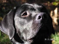 Étalon Labrador Retriever - Show me the way Ullswater pour oscar