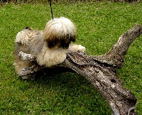 Étalon Lhassa Apso - Bodpachung'ho Du pays des neiges